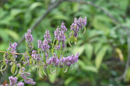 Pogostemon elsholtzioides