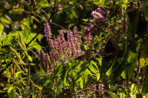 Pogostemon elsholtzioides — photo
