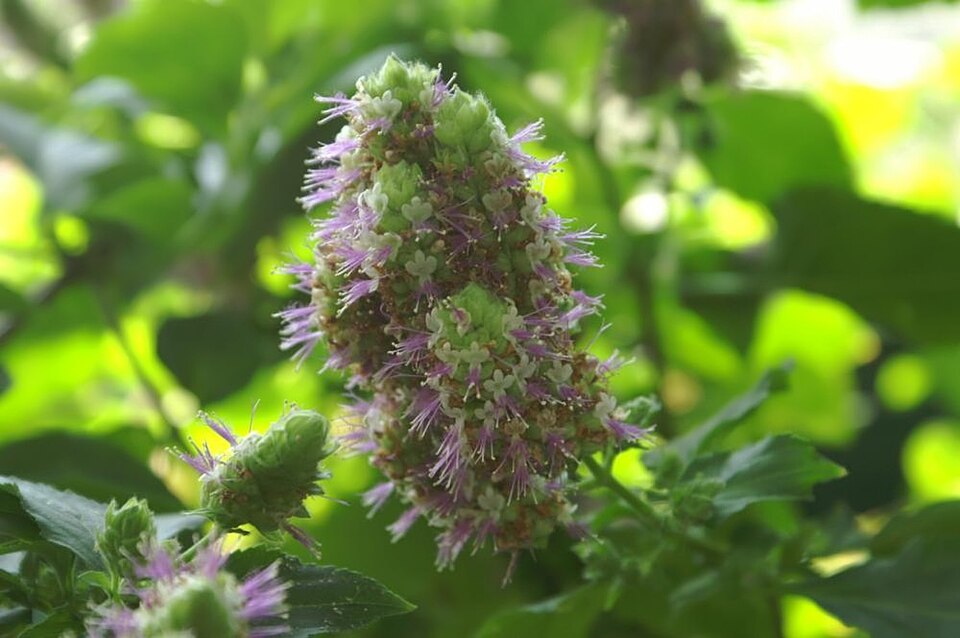 Pogostemon heyneanus (Java patchouli) — photo