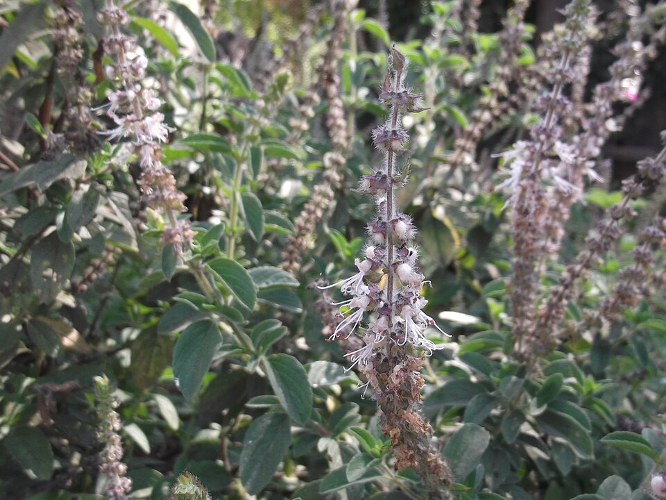 Pogostemon heyneanus