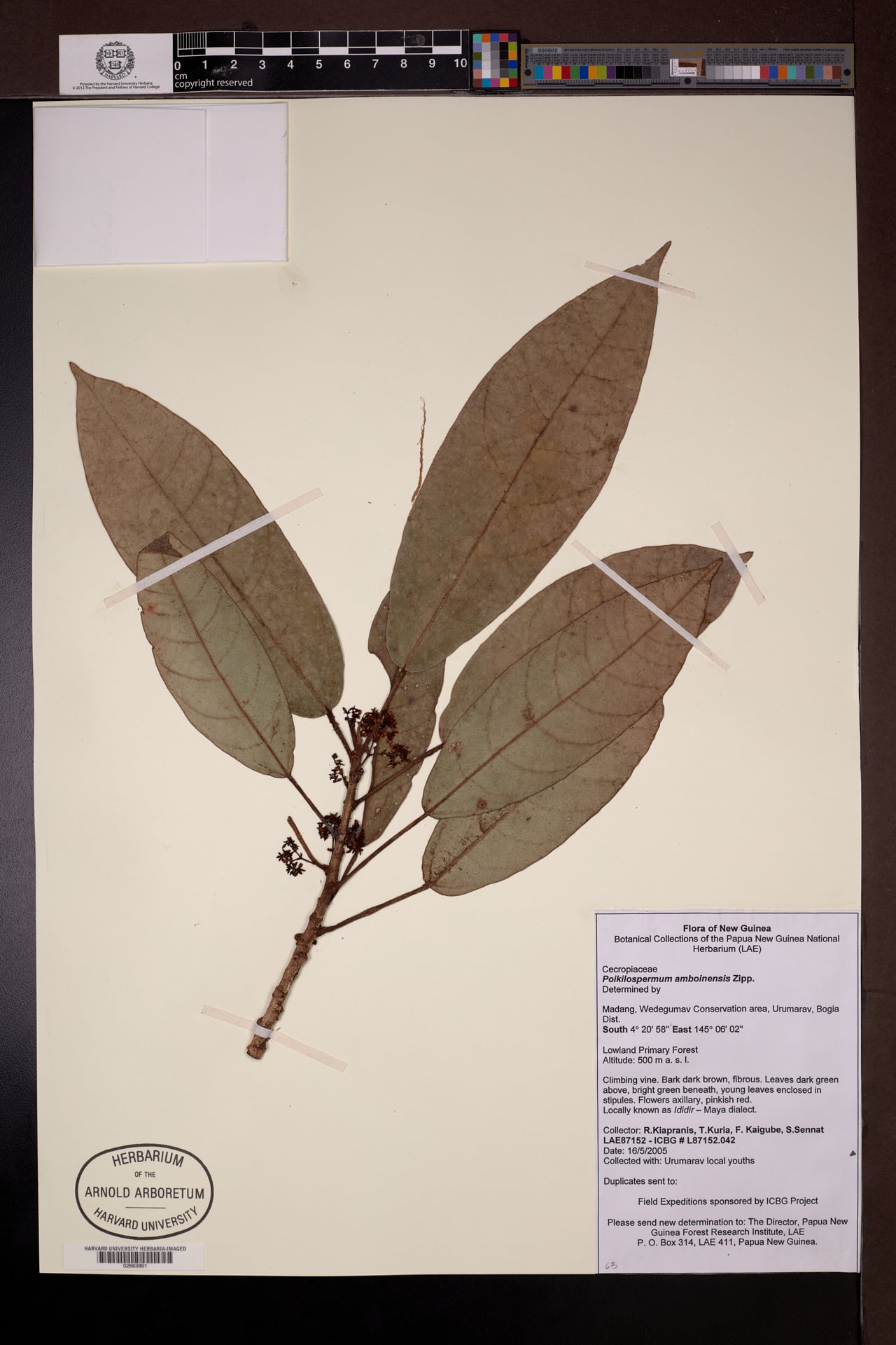 Poikilospermum amboinense — photo
