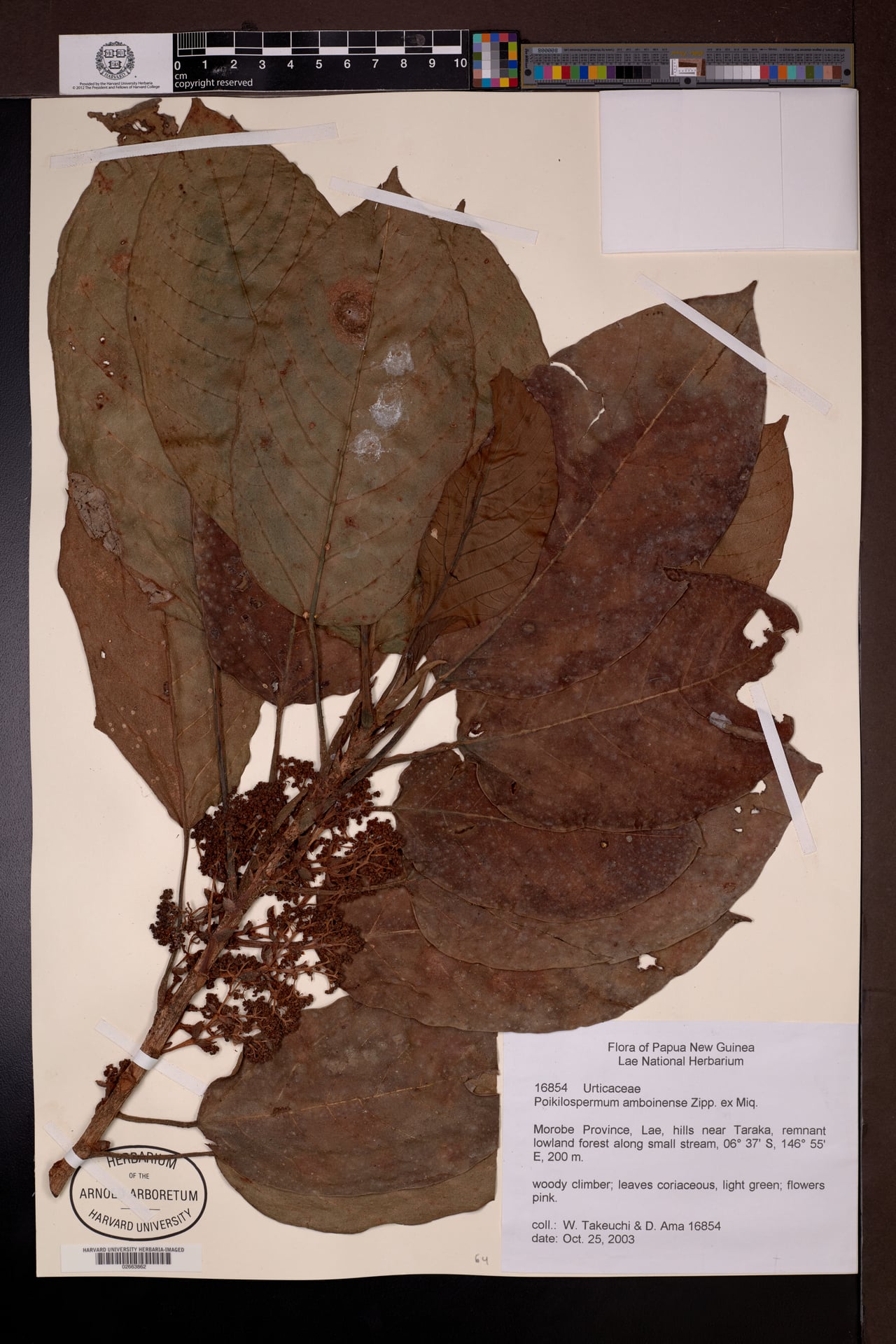 Poikilospermum amboinense — photo