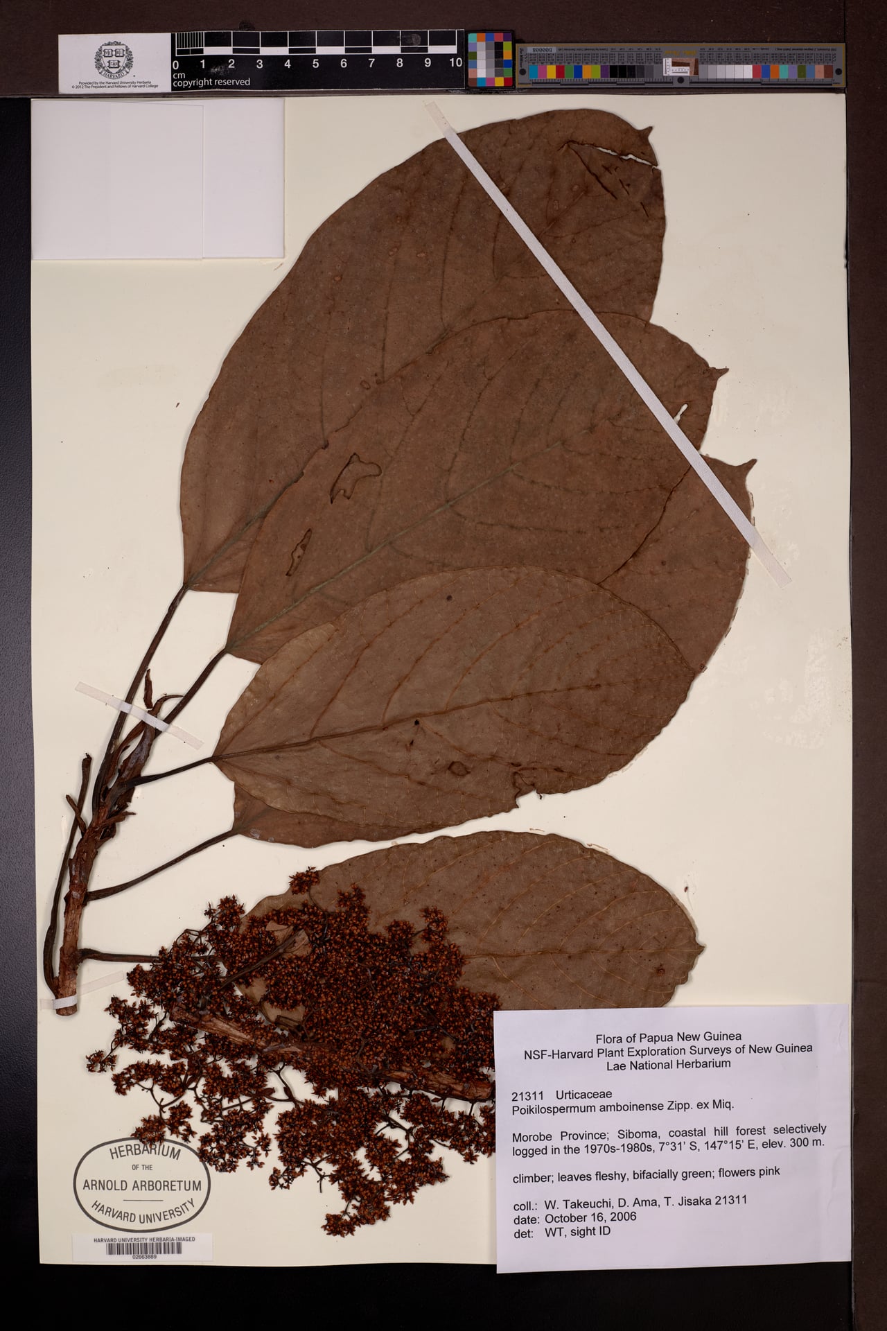 Poikilospermum amboinense