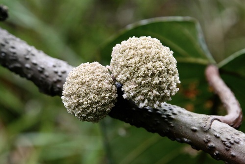 Poikilospermum suaveolens — photo