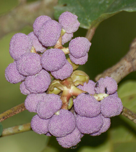 Poikilospermum suaveolens — photo