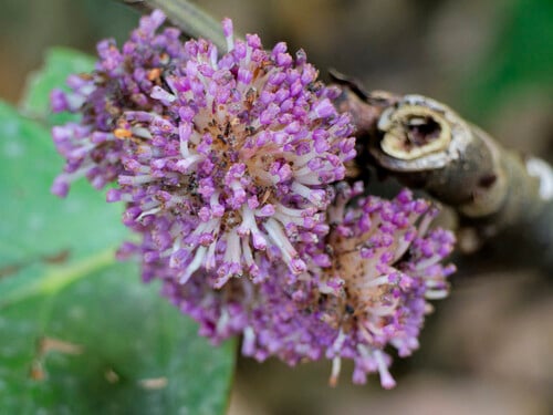 Poikilospermum suaveolens