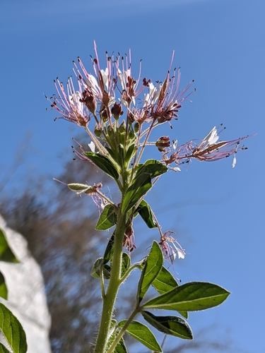 Polanisia trachysperma (Sandyseed clammyweed) — photo