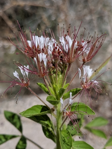 Polanisia trachysperma (Sandyseed clammyweed) — photo