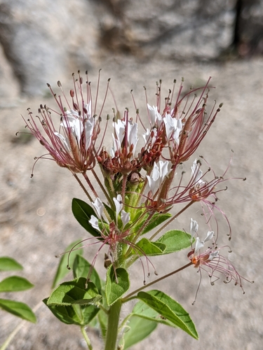 Polanisia trachysperma