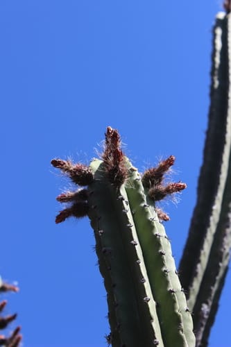 Polaskia chende (Chende) — photo