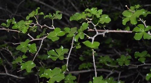 Polemanniopsis marlothii — photo