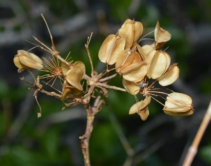 Polemanniopsis marlothii — photo