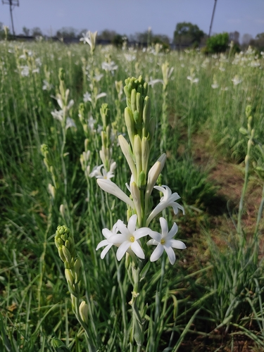 Polianthes tuberosa (Tuberose) — photo