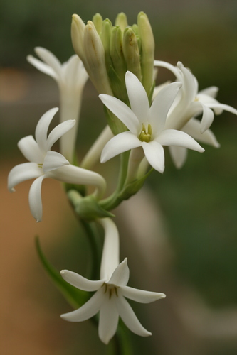 Polianthes tuberosa (Tuberose) — photo