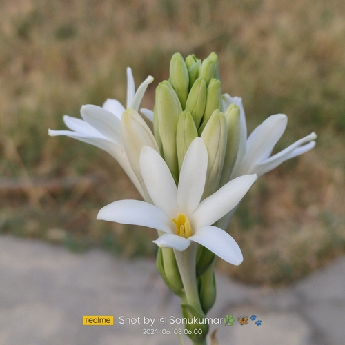 Polianthes tuberosa