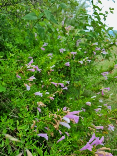 Poliomintha bustamanta (Mexico oregano) — photo