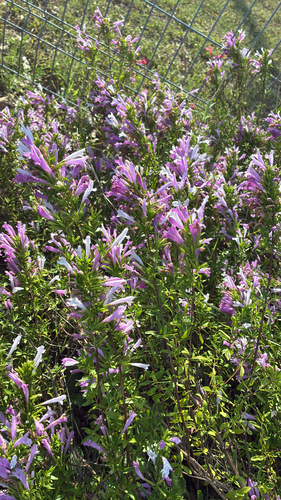 Poliomintha bustamanta (Mexico oregano) — photo
