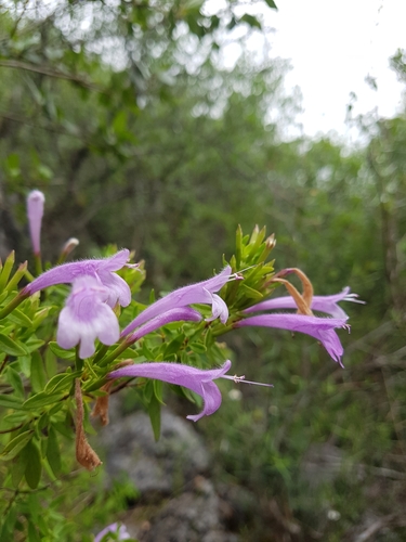 Poliomintha bustamanta