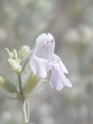Poliomintha incana (Rosemary mint) — photo