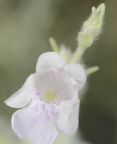 Poliomintha incana (Rosemary mint) — photo
