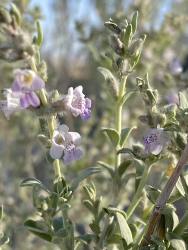 Poliomintha incana