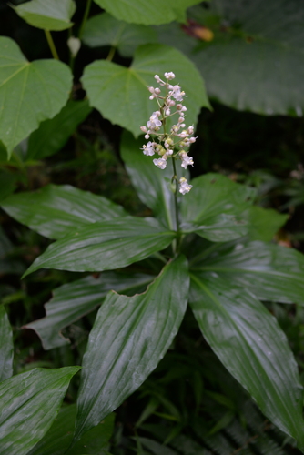 Pollia secundiflora (Pollia) — photo