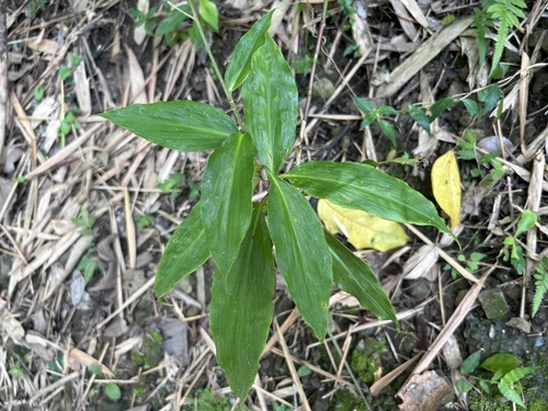 Pollia secundiflora (Pollia) — photo