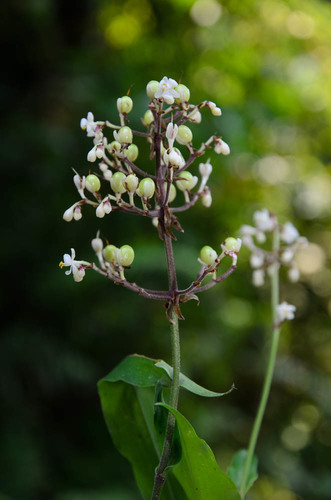 Pollia secundiflora