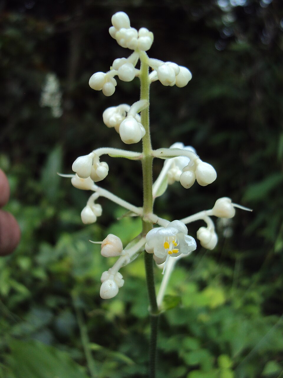 Pollia sp. — photo