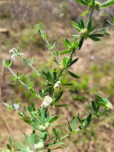 Pollichia campestris