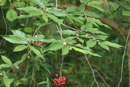 Polyalthia cerasoides — photo