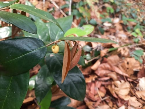 Polyalthia debilis — photo