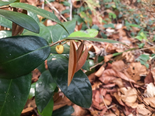 Polyalthia debilis