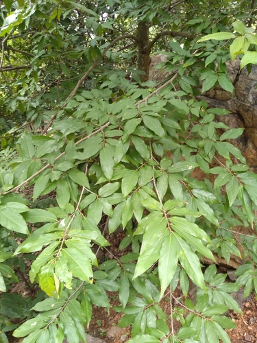 Polyalthia evecta — photo