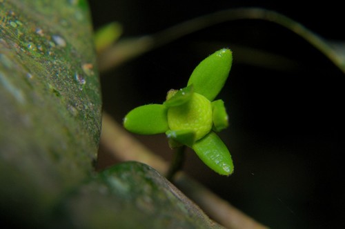 Polyalthia korinti — photo