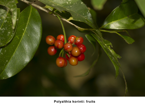 Polyalthia korinti