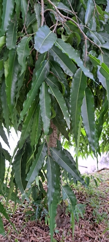 Polyalthia longifolia (“Custard apple") — photo