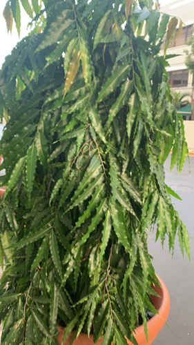 Polyalthia longifolia (“Custard apple") — photo