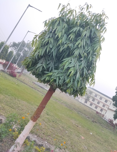 Polyalthia longifolia