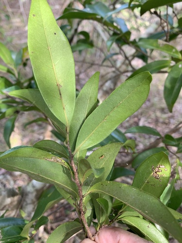 Polyalthia nitidissima (Canary Beech) — photo