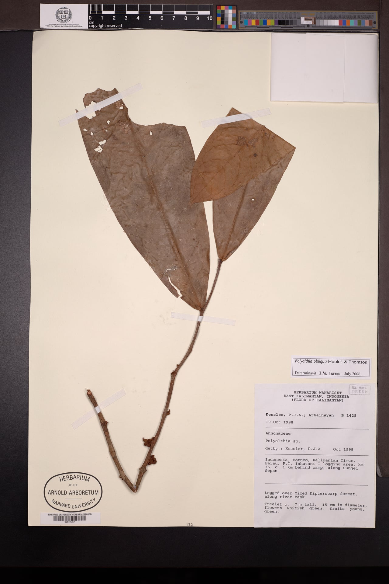 Polyalthia obliqua — photo