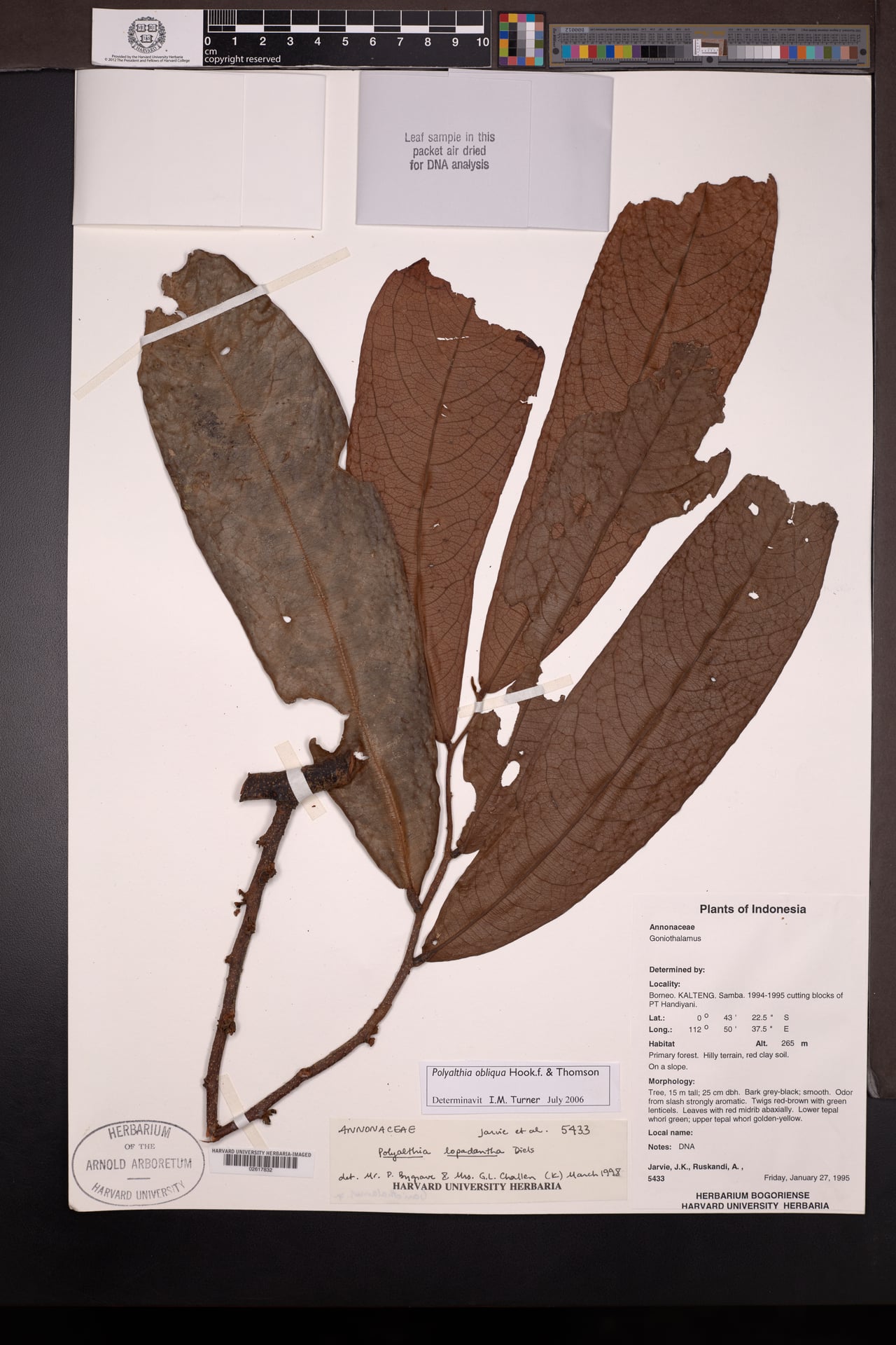 Polyalthia obliqua — photo