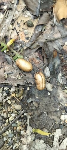 Polyalthia simiarum — photo