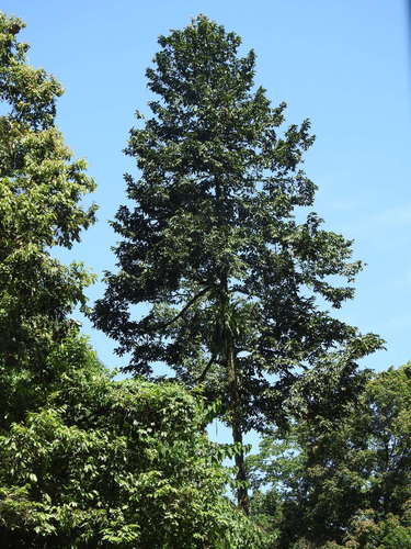 Polyalthia simiarum