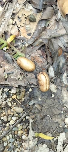 Polyalthia simiarum — photo