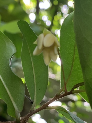 Polyalthia suberosa (Corky debdar) — photo