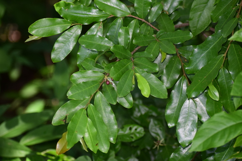 Polyalthia suberosa (Corky debdar) — photo
