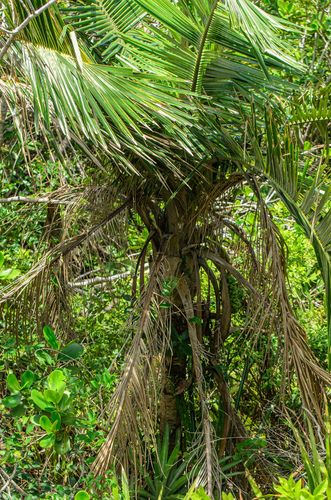 Polyandrococos caudescens (Buri palm) — photo