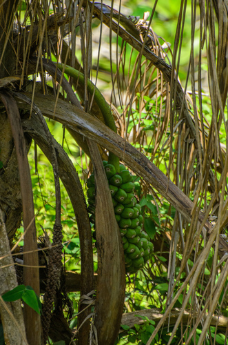 Polyandrococos caudescens (Buri palm) — photo