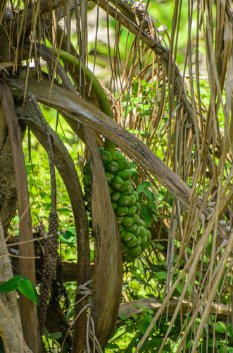Polyandrococos caudescens